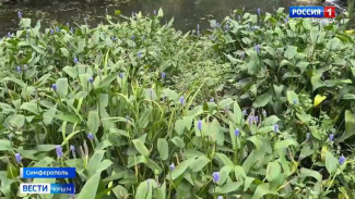 В ботаническом саду имени Багрова зацвели редкие и экзотические цветы