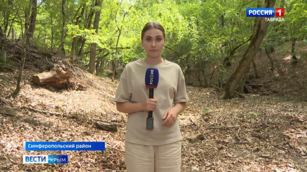 В Крыму проводят расследование по факту незаконной вырубки деревьев 