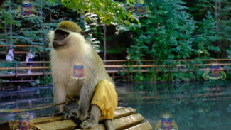 В Ялте у зоофотографов изъяли птиц и животных  