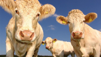 Крымчан просят сообщать о болезнях скота и птицы из-за вспышки блютанга в Германии