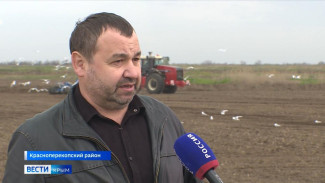 В Крыму планируют посеять 500 гектаров риса