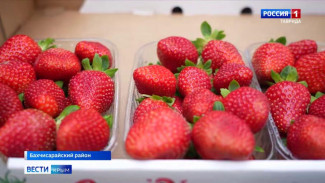 Итальянский агроном выращивает клубнику в Крыму