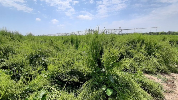 В текущем году почти 500 гектаров крымской земли засеют сахарной свеклой 