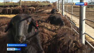 Уникальная порода овец появилась в Крыму