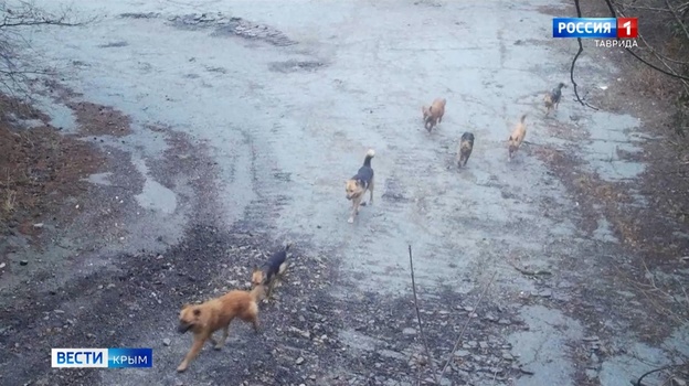 В Крыму свора бродячих собак разорвала косуль