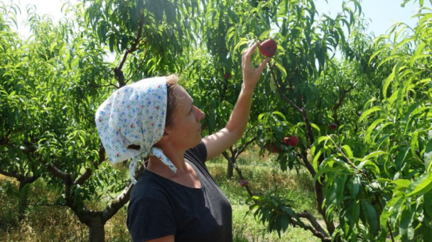 В Крыму начался сбор ранних персиков