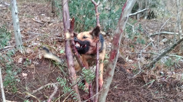 В Ялте двух собак варварски привязали к дереву металлической проволокой