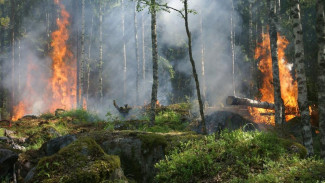 Штрафы за нарушение пожарной безопасности в крымских лесах увеличат до миллиона рублей