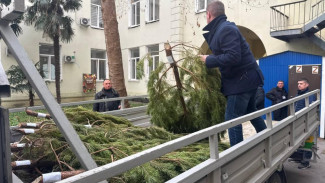 В Ялте выявили нелегальную точку продажи ёлок