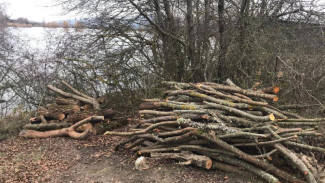 Браконьеры вырубили около 20 деревьев в Симферопольском районе