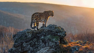 Россиянам предлагают выбрать имя для третьего котёнка дальневосточного леопарда