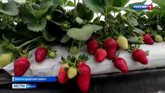 В Бахчисарайском районе началась уборка белоплодной клубники