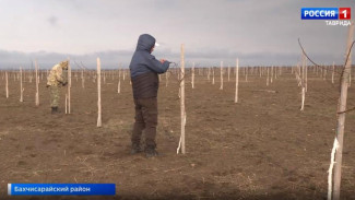Богатый урожай: аграрии Крыма планируют собрать 200 тысяч тонн фруктов