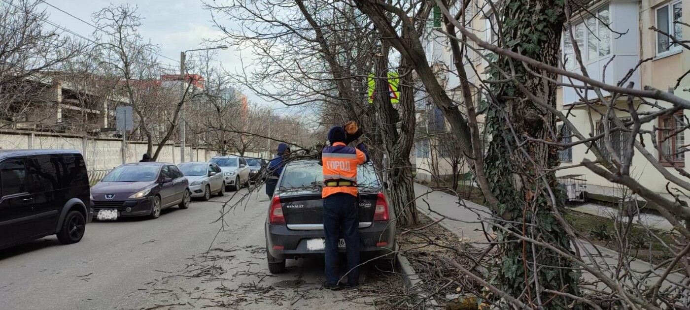 Симферополь сейчас сегодня. В Симферополе упало дерево. Припаркованная машина. ДТП Семашко Симферополь.