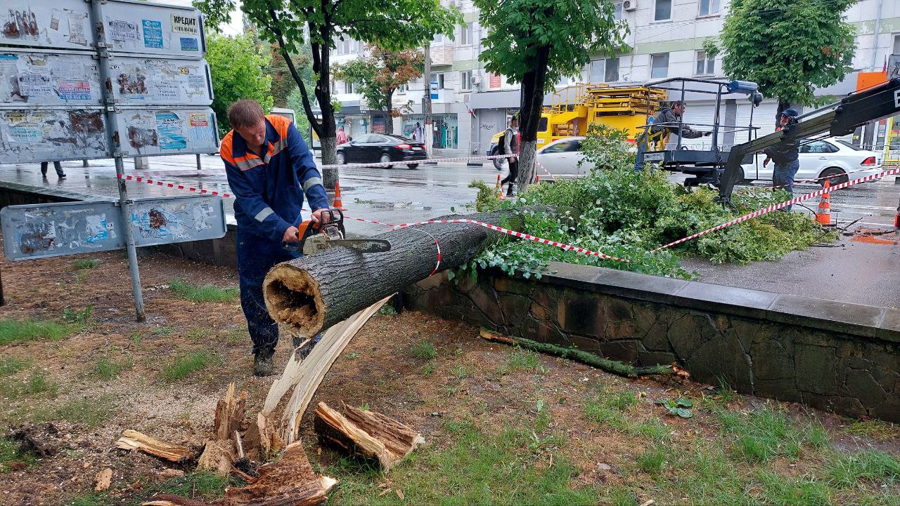 Буря в симферополе сегодня. Упавшее дерево. Упавший ствол дерева. В Симферополе упало дерево.