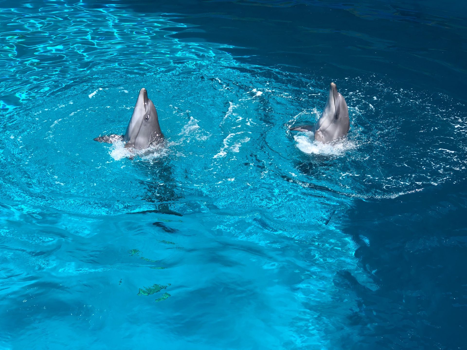 Лопнувший в Алуште дельфинарий заработает в июне