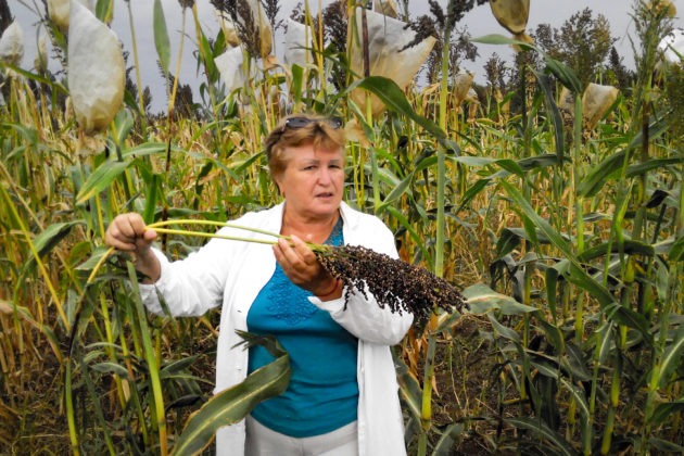 Крымские аграрии выводят уникальные сорта сорго