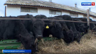 Вкус лимузина: крымские фермеры выращивают уникальную породу коров